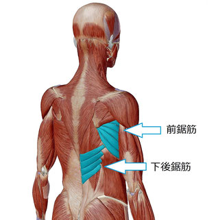 筋肉 痛 脇の下 左脇の下の痛みがある場合に考えられる原因や病気・対処法